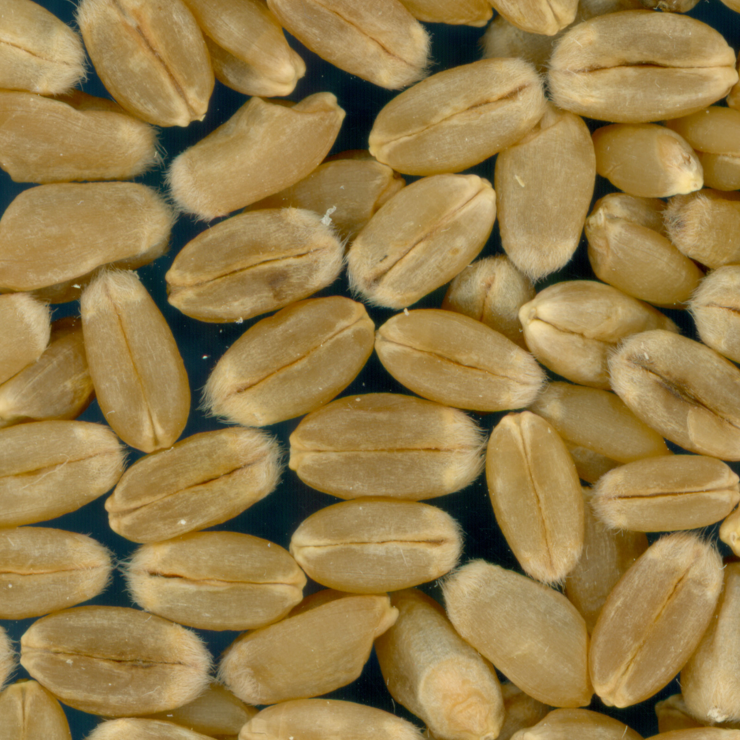 KERNELS